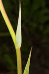 Sandbog deathcamas